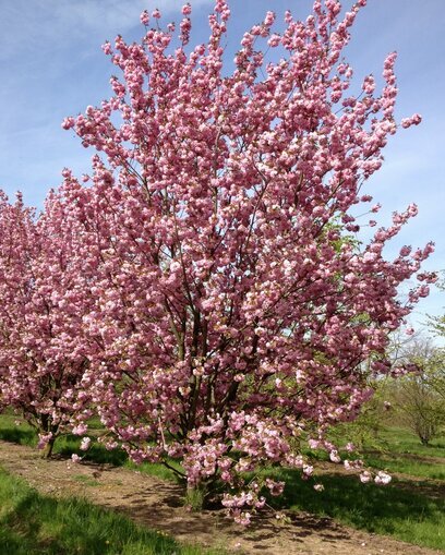 Třešeň pílkatá Kanzan, 160/180 cm, v květináči Prunus serrulata Kanzan